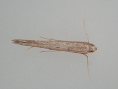 Batrachedra agaura