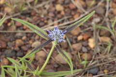 Spermacoce leptoloba