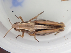 Alpinacris tumidicauda