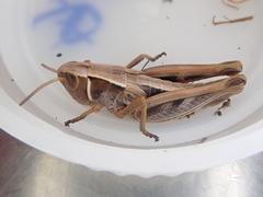 Alpinacris tumidicauda