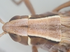 Alpinacris tumidicauda