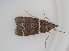 Eudonia leucogramma