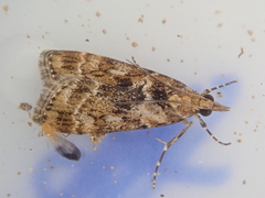 Scoparia animosa
