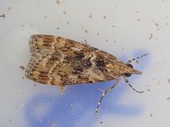 Scoparia animosa