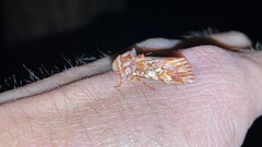 Panolis japonica