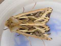 Ichneutica oliveri