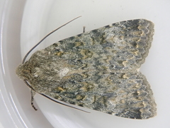 Ichneutica virescens