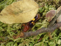 Phymatophaea guttigera