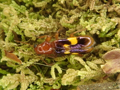Phymatophaea guttigera