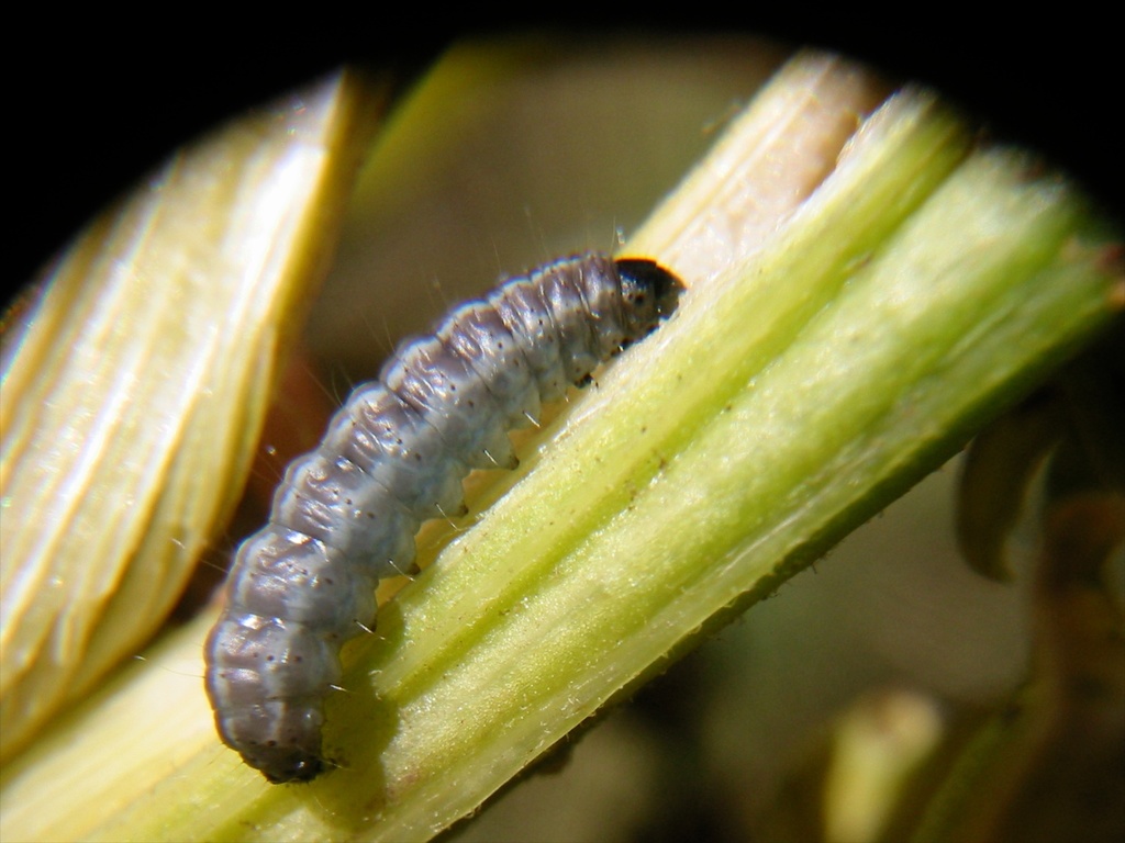 Senecio blue stem borer