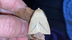 Descoreba simplex