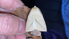 Descoreba simplex