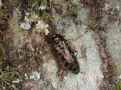 Chalcodrya variegata