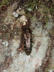 Chalcodrya variegata