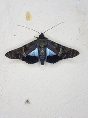 Nagara heterogramma