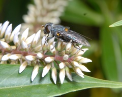 Helophilus hochstetteri