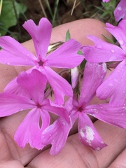 Phlox nivalis