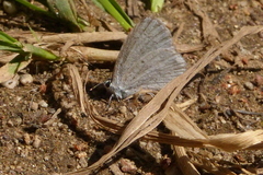 Celastrina humulus