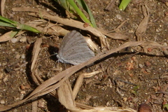 Celastrina humulus