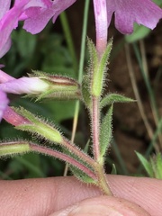 Phlox nivalis