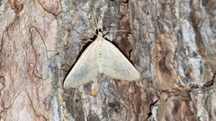 Idiotephria debilitata