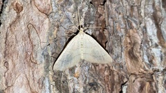 Idiotephria debilitata