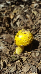 Amanita flavella
