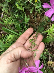 Phlox nivalis