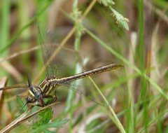 Phanogomphus minutus