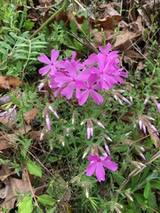 Phlox nivalis