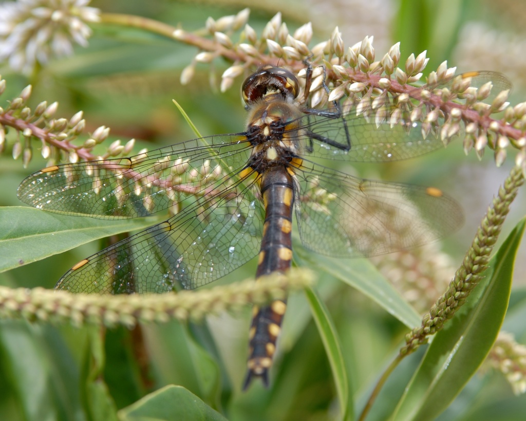 Gray's Dragonfly