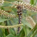 Gray's Dragonfly - Photo (c) Jon Sullivan, some rights reserved (CC BY)