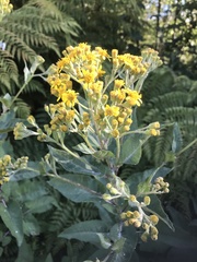 Senecio otites