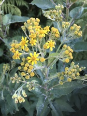 Senecio otites