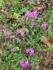 Phlox nivalis