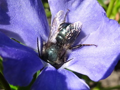 Osmia lignaria
