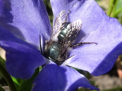 Osmia lignaria