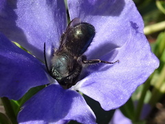 Osmia lignaria