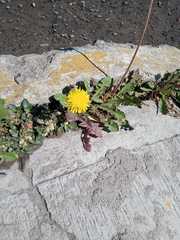 Taraxacum officinale