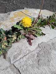 Taraxacum officinale