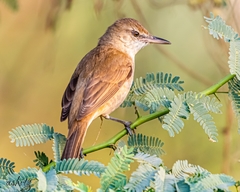 Clamorous Reed Warbler photo 1