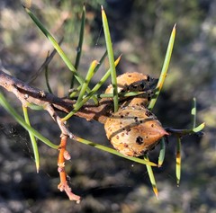 Hakea mitchellii