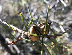 Hakea mitchellii