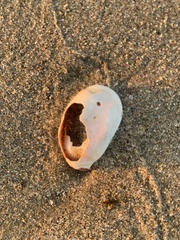 Crepidula onyx