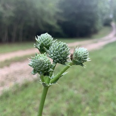 Eryngium yuccifolium