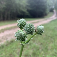 Eryngium yuccifolium