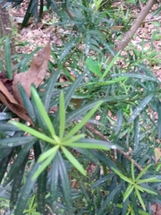 Podocarpus macrophyllus