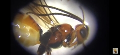 Braconidae