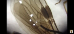 Braconidae