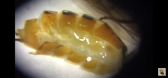 Braconidae